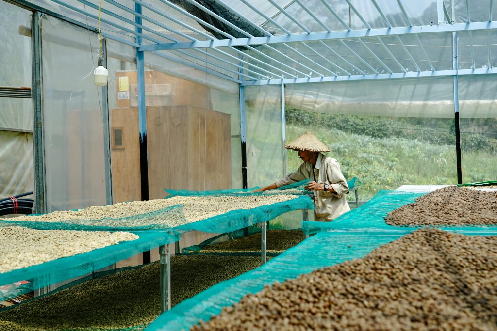 A farmer drys coffee beans under the sun in Lâm Đồng, Vietnam greenhouse.